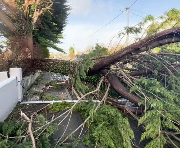 Tree fallen on house in Ireland during Storm Eowyn, tree removal services needed.